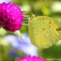 Eurema blanda Boisduval, 1836